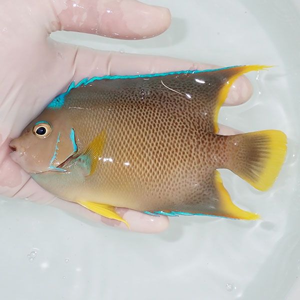 【現物10】ブルーエンゼル 13.5cm± !海水魚 ヤッコ 15時までのご注文で...