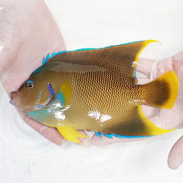 【現物11】ブルーエンゼル 19cm± !海水魚 ヤッコ 15時までのご注文で当...