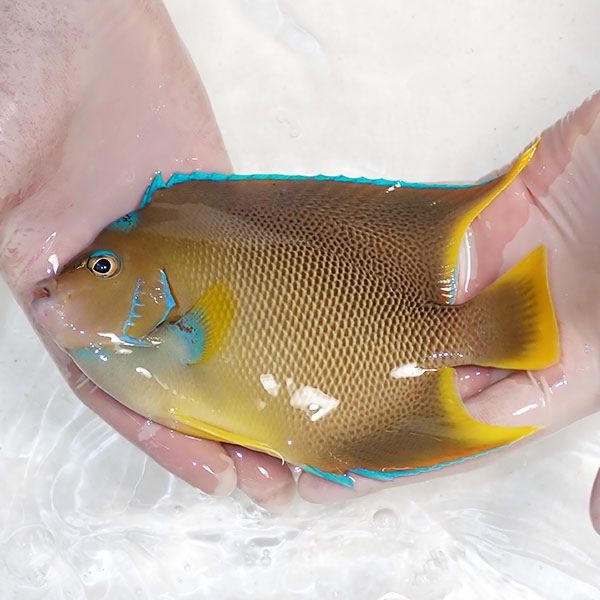 【現物12】ブルーエンゼル 17.5cm± !海水魚 ヤッコ 15時までのご注文で...