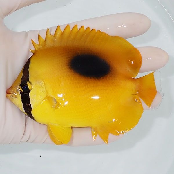 【現物】トノサマダイ 11.5cm±! 海水魚 チョウチョウウオ 15時までのご...