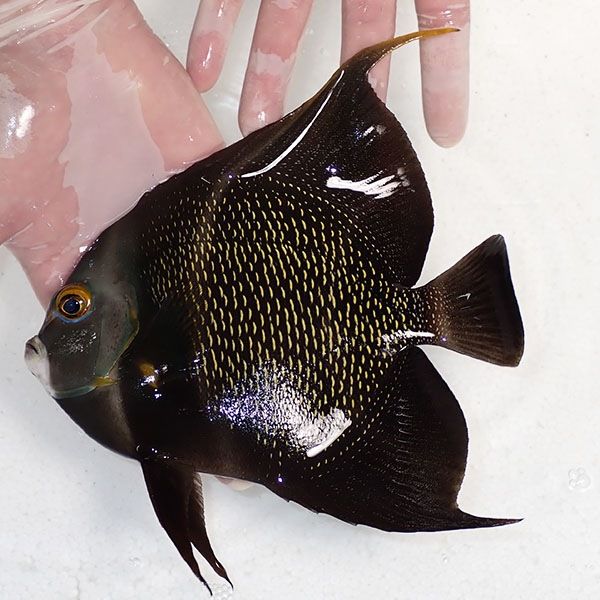 【現物2】フレンチエンゼル 18.5cm± !海水魚 ヤッコ 15時までのご注文で...