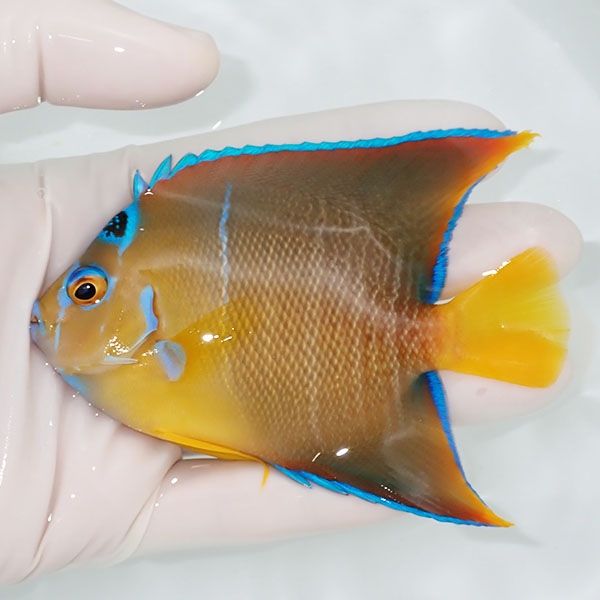 【現物4】タウンゼントエンゼル 10cm± !海水魚 ヤッコ 15時までのご注文...
