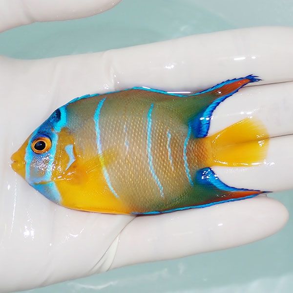 【現物5】タウンゼントエンゼル 8.5cm± !海水魚 ヤッコ 15時までのご注...