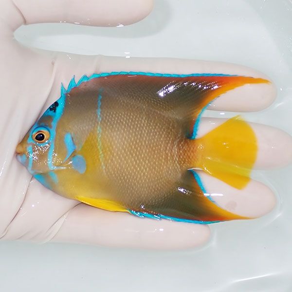 【現物6】タウンゼントエンゼル 9.5cm± !海水魚 ヤッコ 15時までのご注...