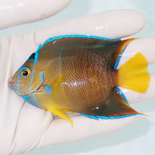 【現物7】タウンゼントエンゼル 9cm± !海水魚 ヤッコ 15時までのご注文...