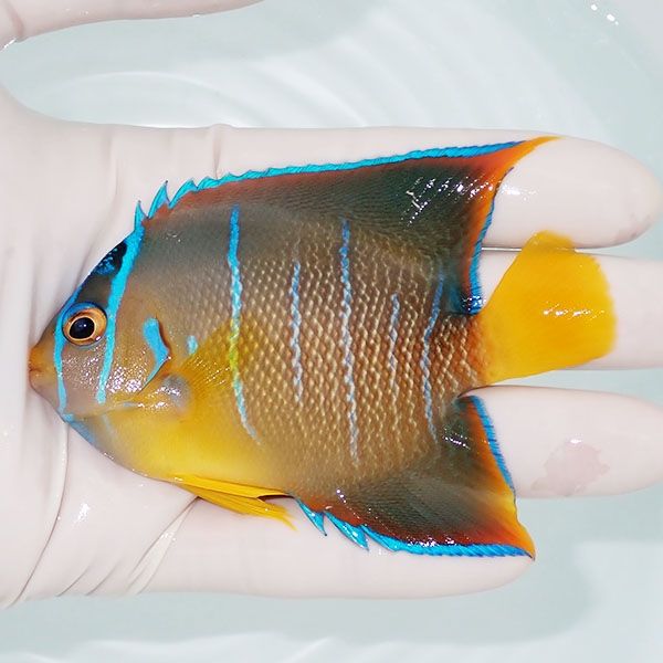 【現物8】タウンゼントエンゼル 9.5cm± !海水魚 ヤッコ 15時までのご注...