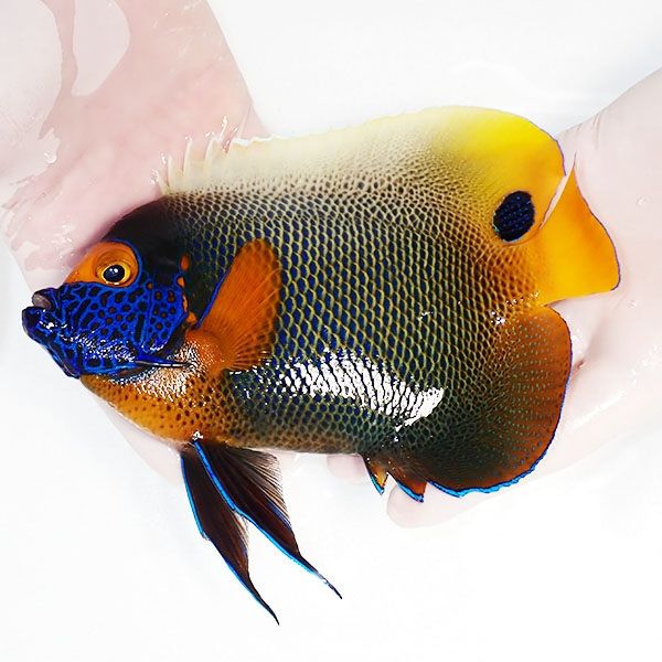 【現物1】 アデヤッコ 成魚 19cm±! 海水魚 ヤッコ(t111(t207