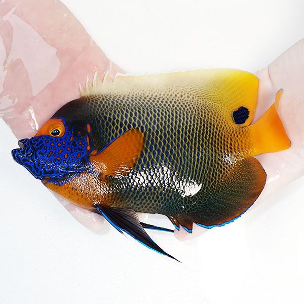 【現物2】 アデヤッコ 成魚 20.5cm±! 海水魚 ヤッコ(t111(t207