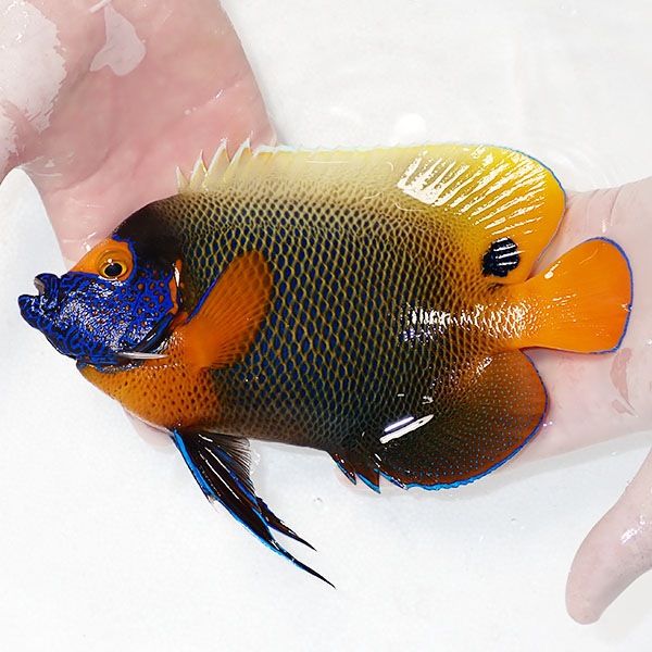 【現物3】 アデヤッコ 成魚 21.5cm±! 海水魚 ヤッコ(t111(t207