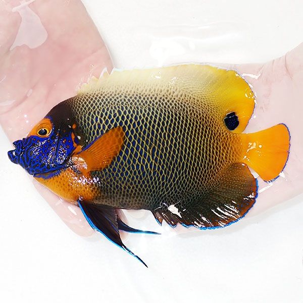 【現物5】 アデヤッコ 成魚 18cm±! 海水魚 ヤッコ(t111(t207