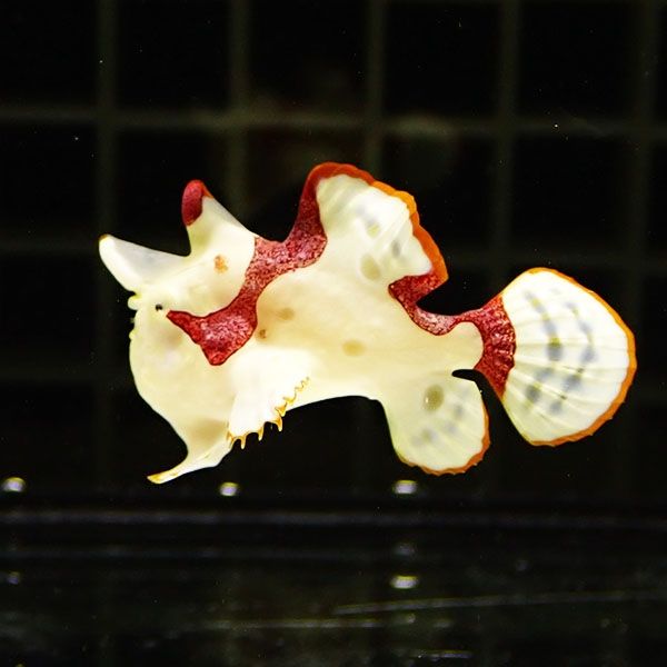 【現物3】クマドリカエルアンコウ 3.5cm! 海水魚 アンコウ 15時までのご...