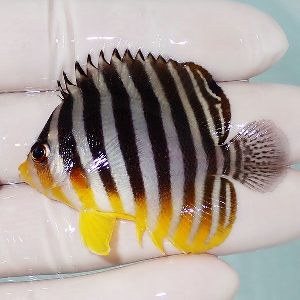 【現物25】シマヤッコ 5.5cm±! 海水魚 生体 15時までのご注文で当日発送...