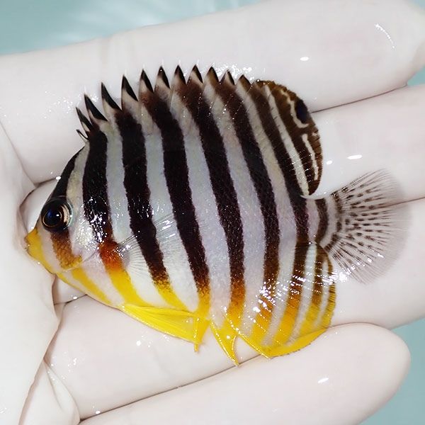 【現物16】シマヤッコ 5.7cm±! 海水魚 生体 15時までのご注文で当日発送...