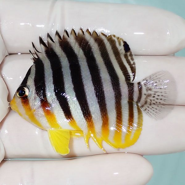 【現物18】シマヤッコ 5.7cm±! 海水魚 生体 15時までのご注文で当日発送...