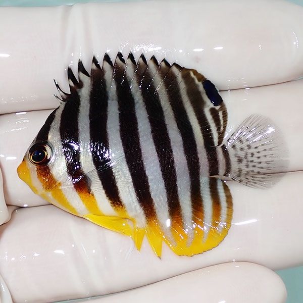 【現物24】シマヤッコ 5cm±! 海水魚 生体 15時までのご注文で当日発送(t...