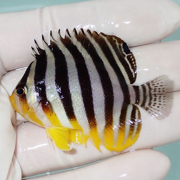 【現物23】シマヤッコ 5.8cm±! 海水魚 生体 15時までのご注文で当日発送...