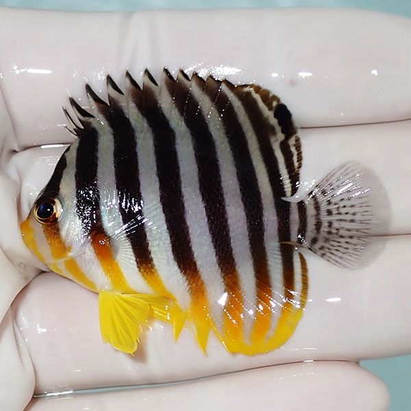 【現物22】シマヤッコ 5.5cm±! 海水魚 生体 15時までのご注文で当日発送...