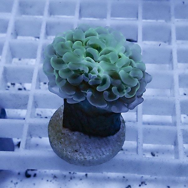 【サンゴ現物3】ナガレハナサンゴ フラグ!15時までのご注文で当日発送 ...