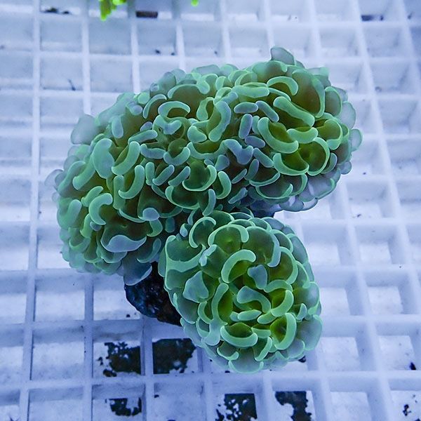 【サンゴ現物6】ナガレハナサンゴ!15時までのご注文で当日発送 【サンゴ...