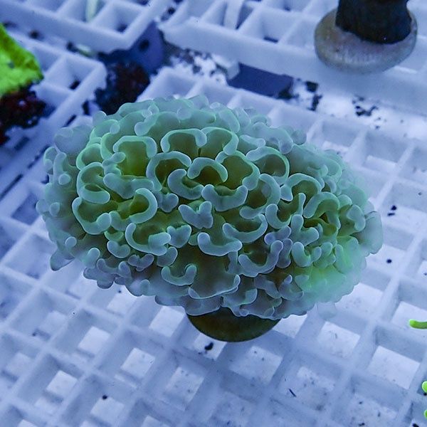 【サンゴ現物2】ナガレハナサンゴ フラグ!15時までのご注文で当日発送 ...