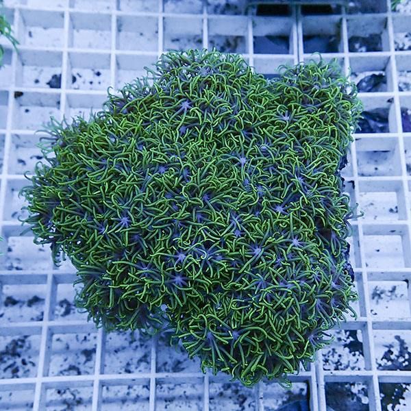 【サンゴ現物20】スターポリプ!15時までのご注文で当日発送 【サンゴ】(...