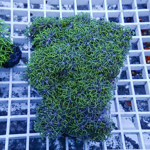 【サンゴ現物23】スターポリプ!15時までのご注文で当日発送 【サンゴ】(...