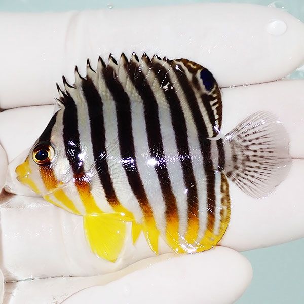 【現物1】シマヤッコ 5.5cm±! 海水魚 生体 15時までのご注文で当日発送(...