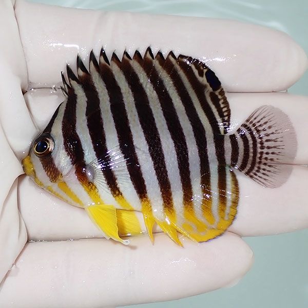 【現物2】シマヤッコ 6.5cm±! 海水魚 生体 15時までのご注文で当日発送(...