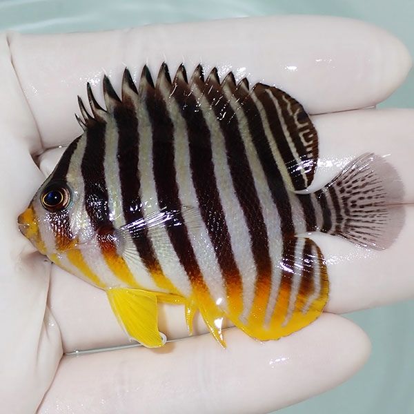 【現物3】シマヤッコ 6.5cm±! 海水魚 生体 15時までのご注文で当日発送(...