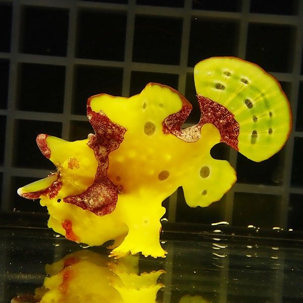 【現物1】クマドリカエルアンコウ 5.5cm! 海水魚 アンコウ 15時までのご...