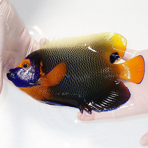 【現物3】アデヤッコ 成魚 19.5cm±! 海水魚 ヤッコ(t111(t207