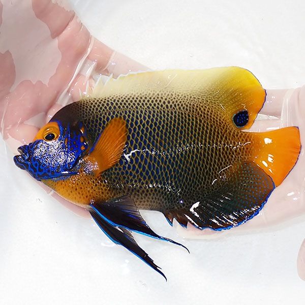 【現物7】アデヤッコ 成魚 19cm±! 海水魚 ヤッコ(t111(t207