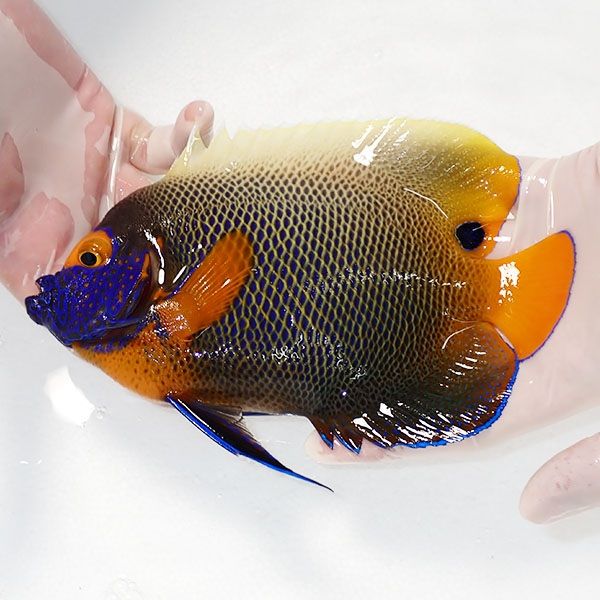 【現物8】アデヤッコ 成魚 18.5cm±! 海水魚 ヤッコ(t111(t207