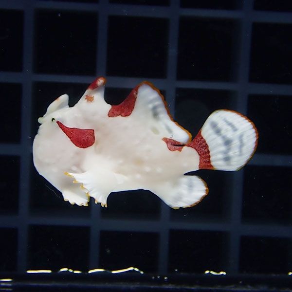 【現物8】クマドリカエルアンコウ 3cm! 海水魚 アンコウ 15時までのご注...
