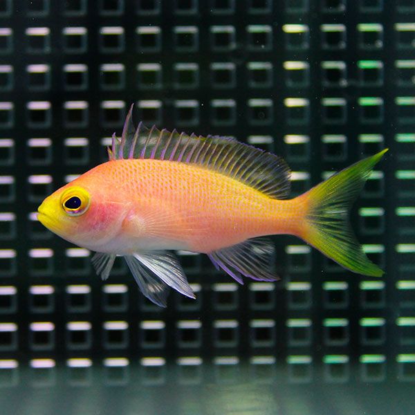 フチドリハナダイ メス 【1匹】 海水魚 ハナダイ! 15時までのご注文で...