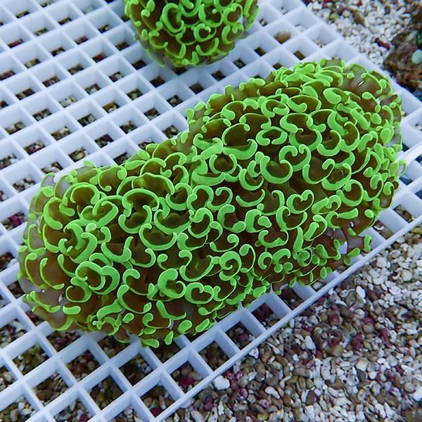 【サンゴ現物14】ナガレハナサンゴ!15時までのご注文で当日発送 【サン...
