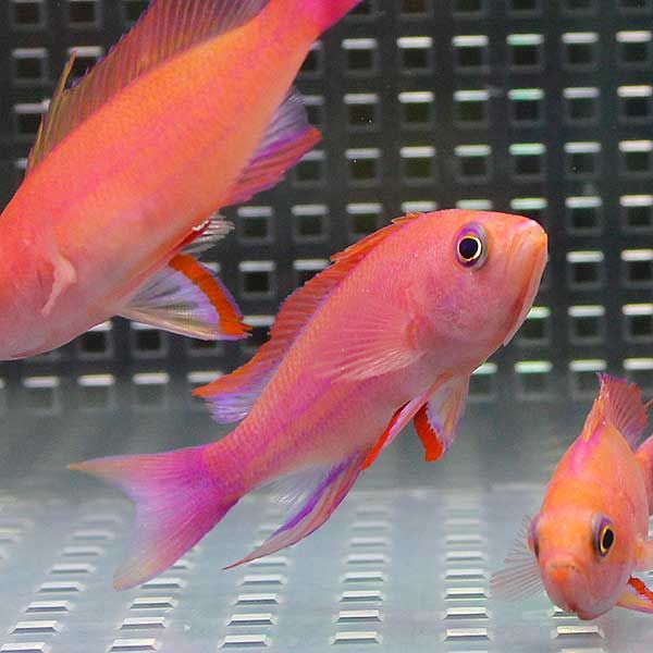 フチドリハナダイ オス 3匹セット 海水魚 ハナダイ! 15時までのご注文で...