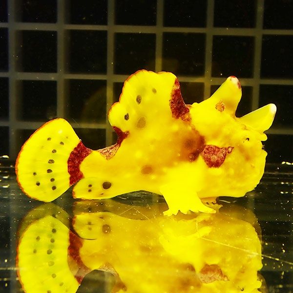 【現物2】クマドリカエルアンコウ 6cm! 海水魚 アンコウ 15時までのご注...