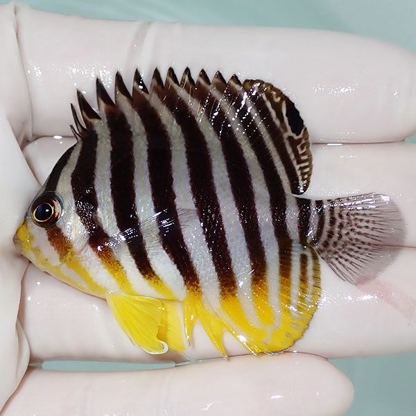 【現物5】シマヤッコ 6cm±! 海水魚 生体 15時までのご注文で当日発送(t1...