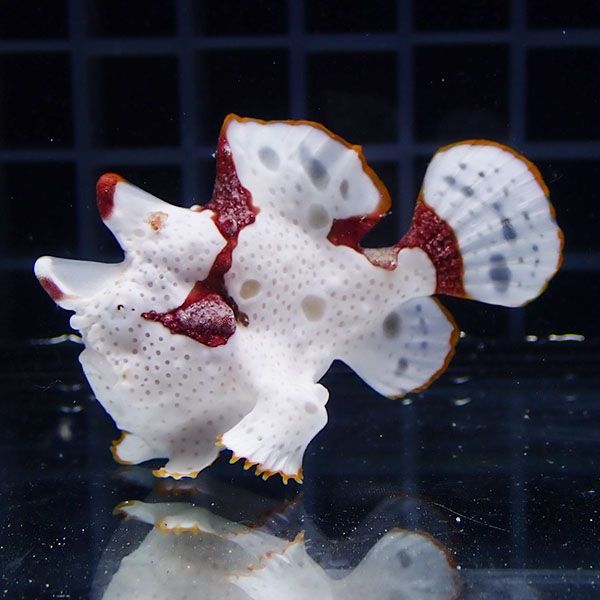 【現物9】クマドリカエルアンコウ 5cm! 海水魚 アンコウ 15時までのご注...