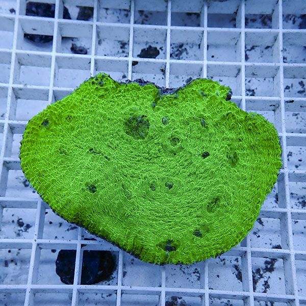 【サンゴ現物3】 キッカサンゴ !15時までのご注文で当日発送 【サンゴ】...