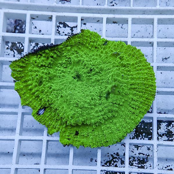 【サンゴ現物7】 キッカサンゴ !15時までのご注文で当日発送 【サンゴ】...
