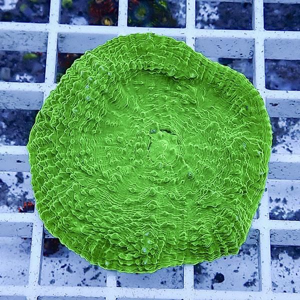 【サンゴ現物10】 キッカサンゴ!15時までのご注文で当日発送 【サンゴ】...