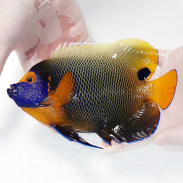 【現物6】アデヤッコ 成魚 19.5cm±! 海水魚 ヤッコ(t111(t207