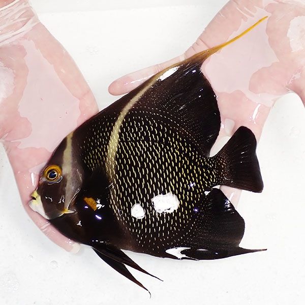 【現物1】粒エサOK フレンチエンゼル 19cm±!海水魚 ヤッコ 15時までのご...