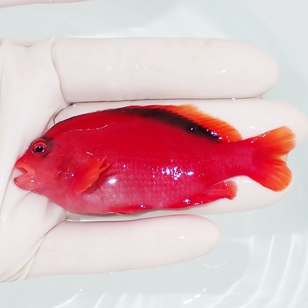 【現物1】小笠原産ベニゴンベ 8.5cm±! 海水魚 ゴンベ 餌付け 15時までの...