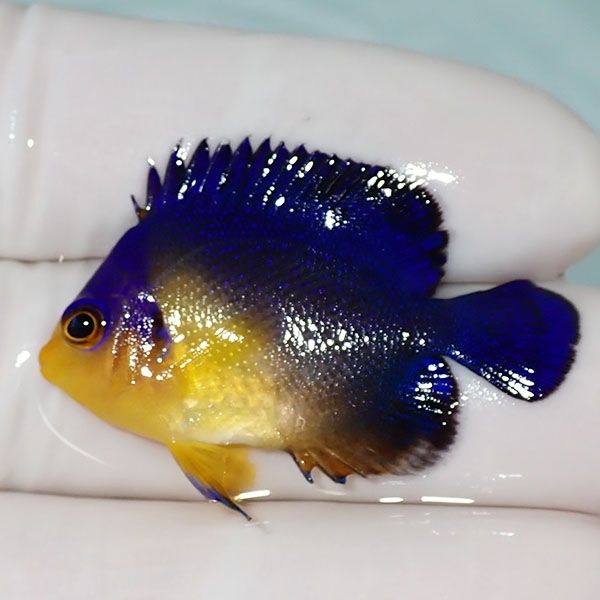 【現物7】sale スミレヤッコ 4cm±! 海水魚 ヤッコ 15時までのご注文で当...