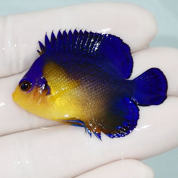 【現物9】sale スミレヤッコ 4.7cm±! 海水魚 ヤッコ 15時までのご注文で...