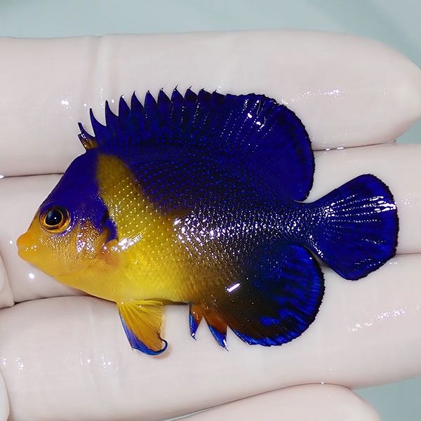 【現物8】sale スミレヤッコ 5.5cm±! 海水魚 ヤッコ 15時までのご注文で...