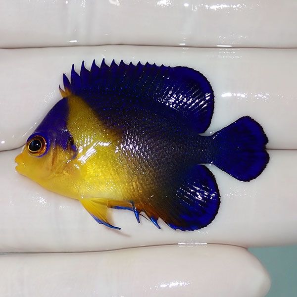 【現物17】sale スミレヤッコ 4.5cm±! 海水魚 ヤッコ 15時までのご注文...